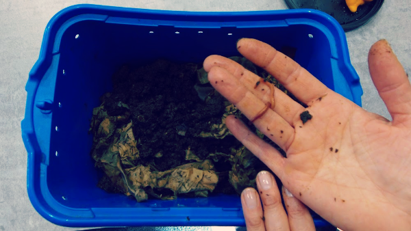 Worm Composting 4 Worm Composting 4